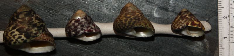 da determinare: Osilinus turbinatus